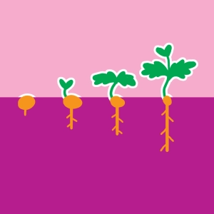 Germination de la graine