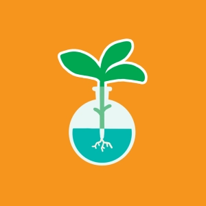 Bouturage