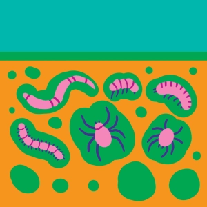 Soil micro-fauna